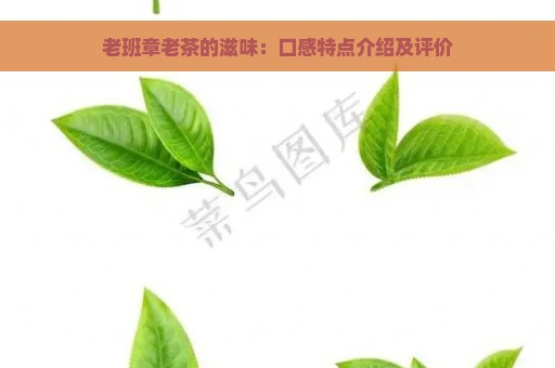 老班章老茶的滋味：口感特点介绍及评价