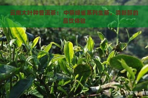 云南大叶种普洱茶： 中茶绿雀系列生茶，清新醇的品饮体验