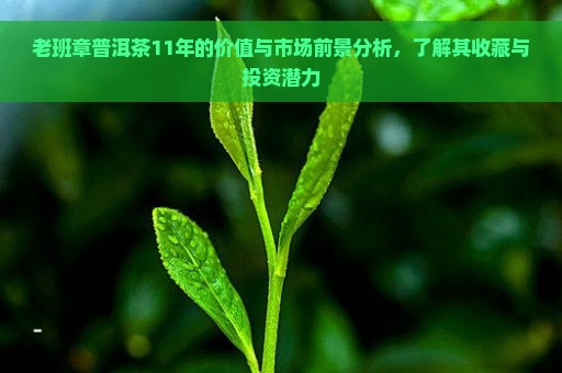 老班章普洱茶11年的价值与市场前景分析，了解其收藏与投资潜力