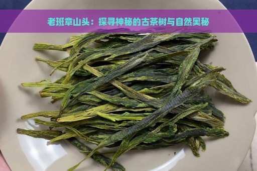 老班章山头：探寻神秘的古茶树与自然奥秘