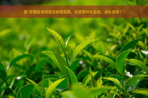 新 '珍藏版老班章古树普洱茶，优质茶叶礼盒装，送礼佳品！'