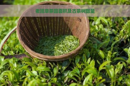 老班章茶园面积及古茶树数量