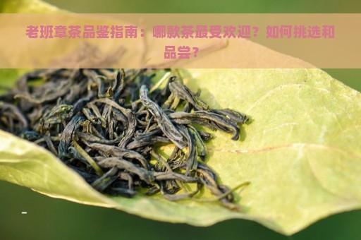 老班章茶品鉴指南：哪款茶最受欢迎？如何挑选和品尝？