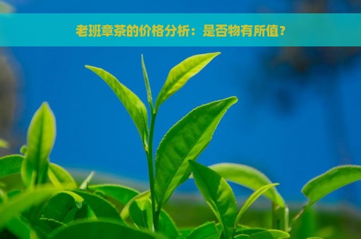 老班章茶的价格分析：是否物有所值？