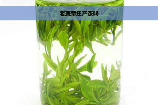 老班章还产茶吗