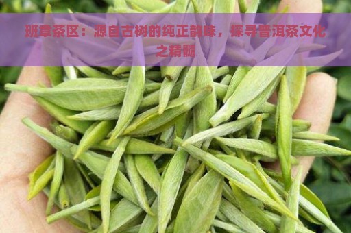 班章茶区：源自古树的纯正韵味，探寻普洱茶文化之精髓