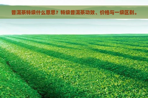 普洱茶特级什么意思？特级普洱茶功效、价格与一级区别。