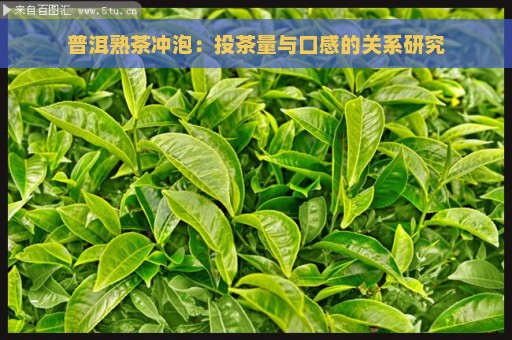 普洱熟茶冲泡：投茶量与口感的关系研究