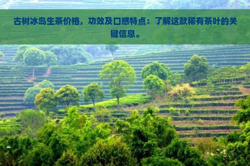 古树冰岛生茶价格，功效及口感特点：了解这款稀有茶叶的关键信息。