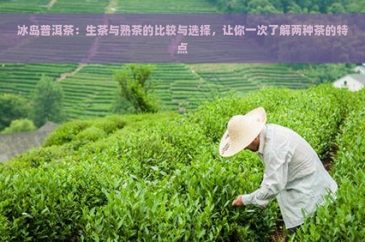 冰岛普洱茶：生茶与熟茶的比较与选择，让你一次了解两种茶的特点