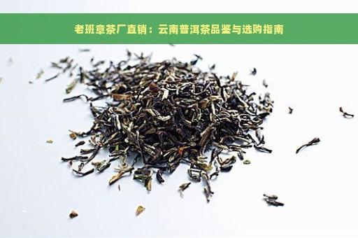 老班章茶厂直销：云南普洱茶品鉴与选购指南