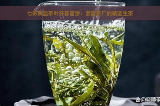 七彩凤凰茶叶开春首饼：源自茶厂的精选生茶