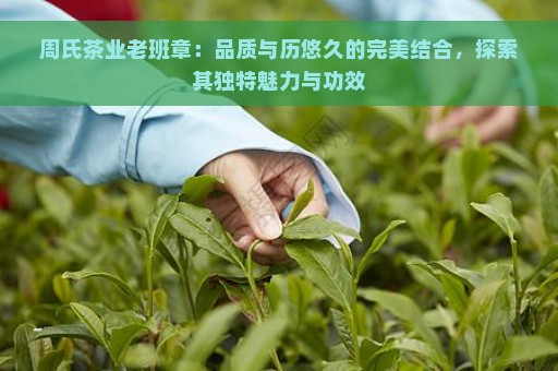 周氏茶业老班章：品质与历悠久的完美结合，探索其独特魅力与功效