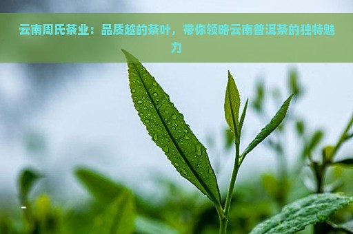 云南周氏茶业：品质越的茶叶，带你领略云南普洱茶的独特魅力