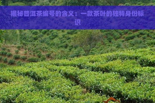 揭秘普洱茶编号的含义：一款茶叶的独特身份标识