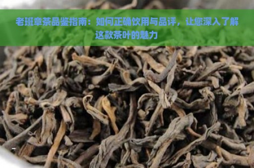 老班章茶品鉴指南：如何正确饮用与品评，让您深入了解这款茶叶的魅力