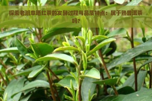 探索老班章晒红茶的发酵过程与品质特点：属于熟普洱茶吗？