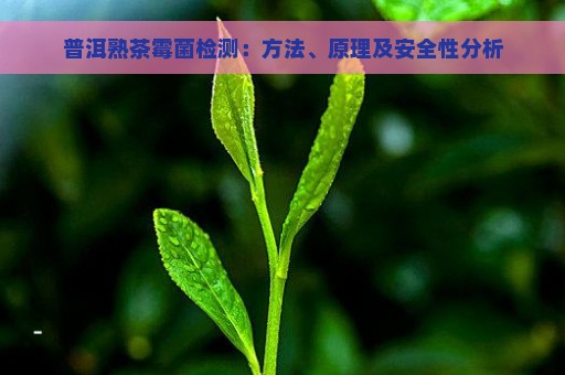 普洱熟茶霉菌检测：方法、原理及安全性分析