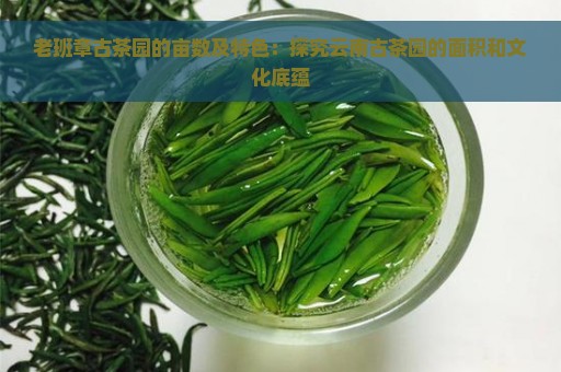 老班章古茶园的亩数及特色：探究云南古茶园的面积和文化底蕴