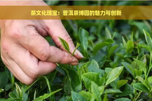 茶文化瑰宝：普洱茶博园的魅力与创新