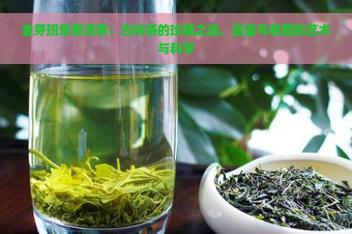 金芽班章普洱茶：古树茶的珍稀之选，品鉴与收藏的艺术与科学