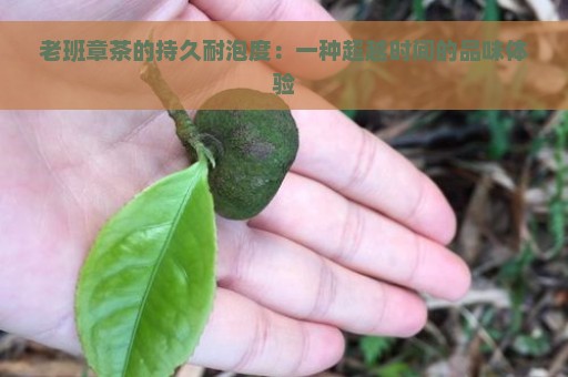 老班章茶的持久耐泡度：一种超越时间的品味体验