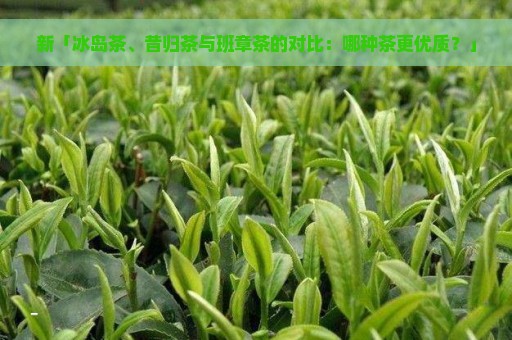 新「冰岛茶、昔归茶与班章茶的对比：哪种茶更优质？」