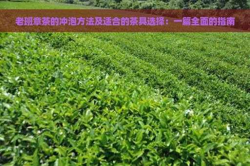 老班章茶的冲泡方法及适合的茶具选择：一篇全面的指南