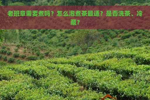 老班章需要煮吗？怎么泡煮茶最适？是否洗茶、冷藏？