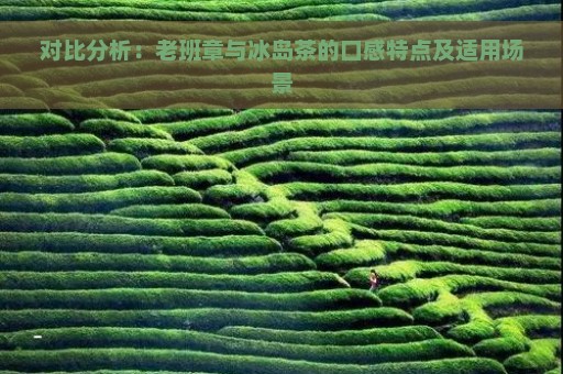 对比分析：老班章与冰岛茶的口感特点及适用场景