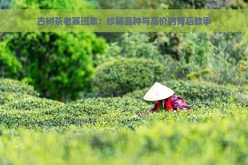 古树茶老寨班章：珍稀品种与高价的背后故事