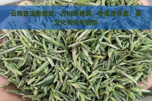 云南普洱老班章：古树茶香韵，生态自然美，茶文化传承与创新