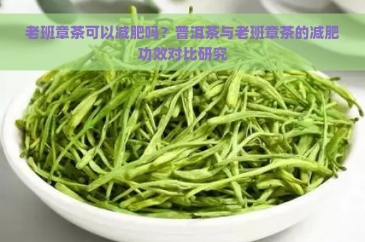 老班章茶可以减肥吗？普洱茶与老班章茶的减肥功效对比研究