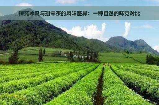 探究冰岛与班章茶的风味差异：一种自然的味觉对比