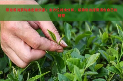 班章普洱茶与冰岛普洱茶：全方位对比分析，帮助您选择更适合自己的好茶