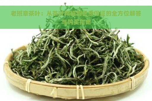 老班章茶叶：从茶叶种植到品质保证的全方位解答与购买指南