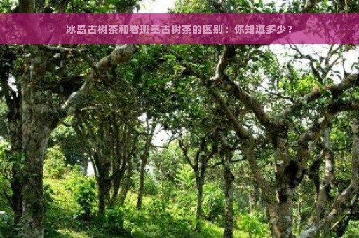 冰岛古树茶和老班章古树茶的区别：你知道多少？