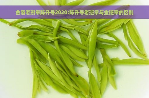 金箔老班章陈升号2020:陈升号老班章与金班章的区别