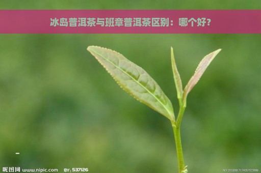 冰岛普洱茶与班章普洱茶区别：哪个好？