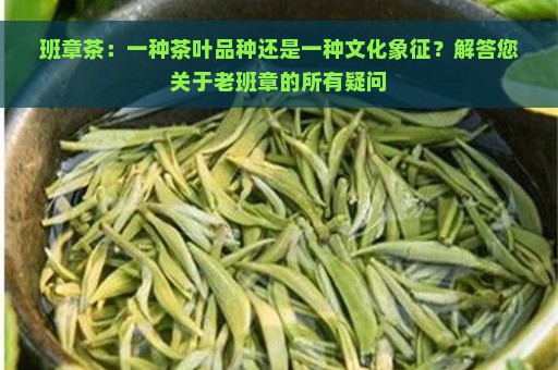 班章茶：一种茶叶品种还是一种文化象征？解答您关于老班章的所有疑问