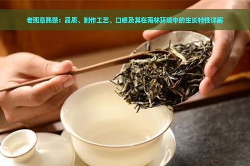 老班章熟茶：品质、制作工艺、口感及其在雨林环境中的生长特性详解