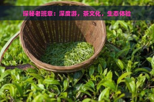 探秘老班章：深度游，茶文化，生态体验