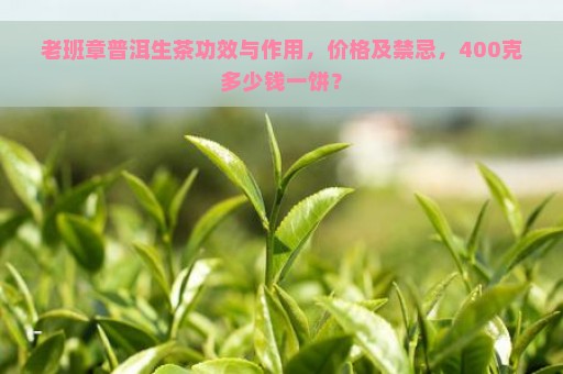 老班章普洱生茶功效与作用，价格及禁忌，400克多少钱一饼？