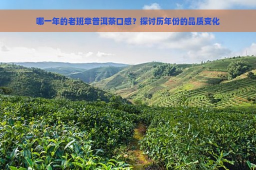 哪一年的老班章普洱茶口感？探讨历年份的品质变化