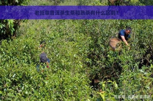 老班章普洱茶生茶和熟茶有什么区别？