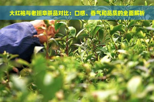 大红袍与老班章茶品对比：口感、香气和品质的全面解析