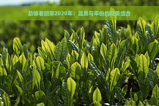 勐傣老班章2020年：品质与年份的完美结合