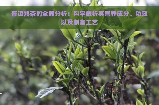 普洱熟茶的全面分析：科学解析其营养成分、功效以及制备工艺