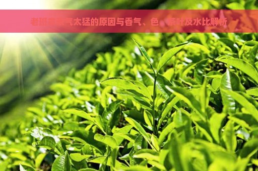 老班章茶气太猛的原因与香气、色、茶叶及水比解析