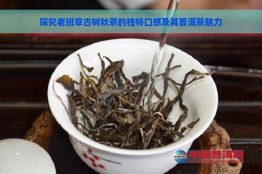 探究老班章古树秋茶的独特口感及其普洱茶魅力